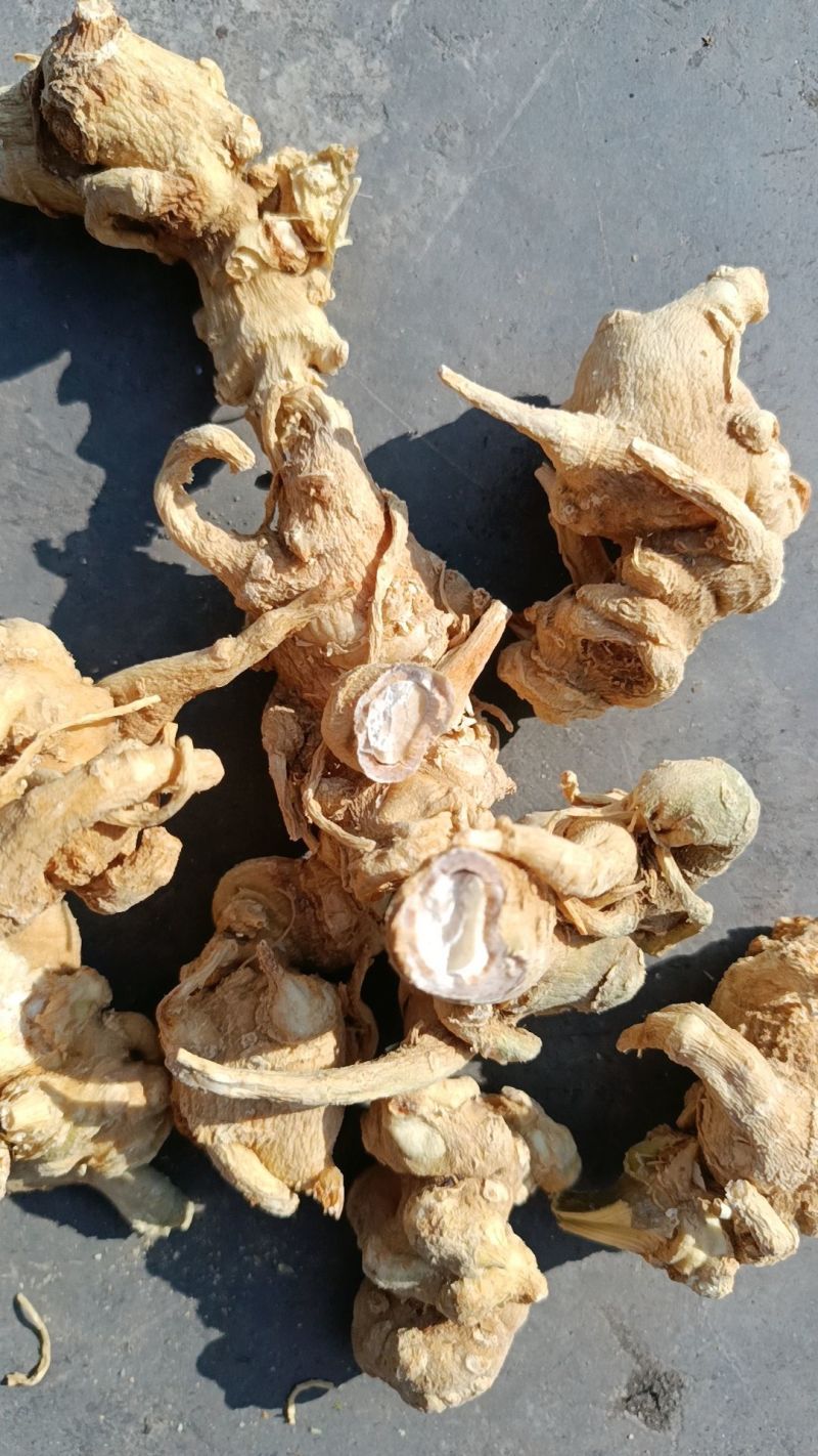 四川竹节参成品干货鲜货原产直发量大从优保质保量欢迎联系