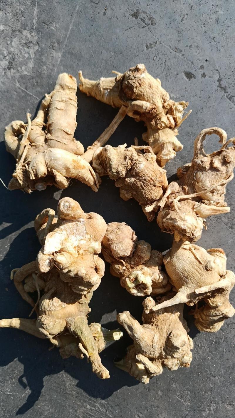 四川竹节参成品干货鲜货原产直发量大从优保质保量欢迎联系