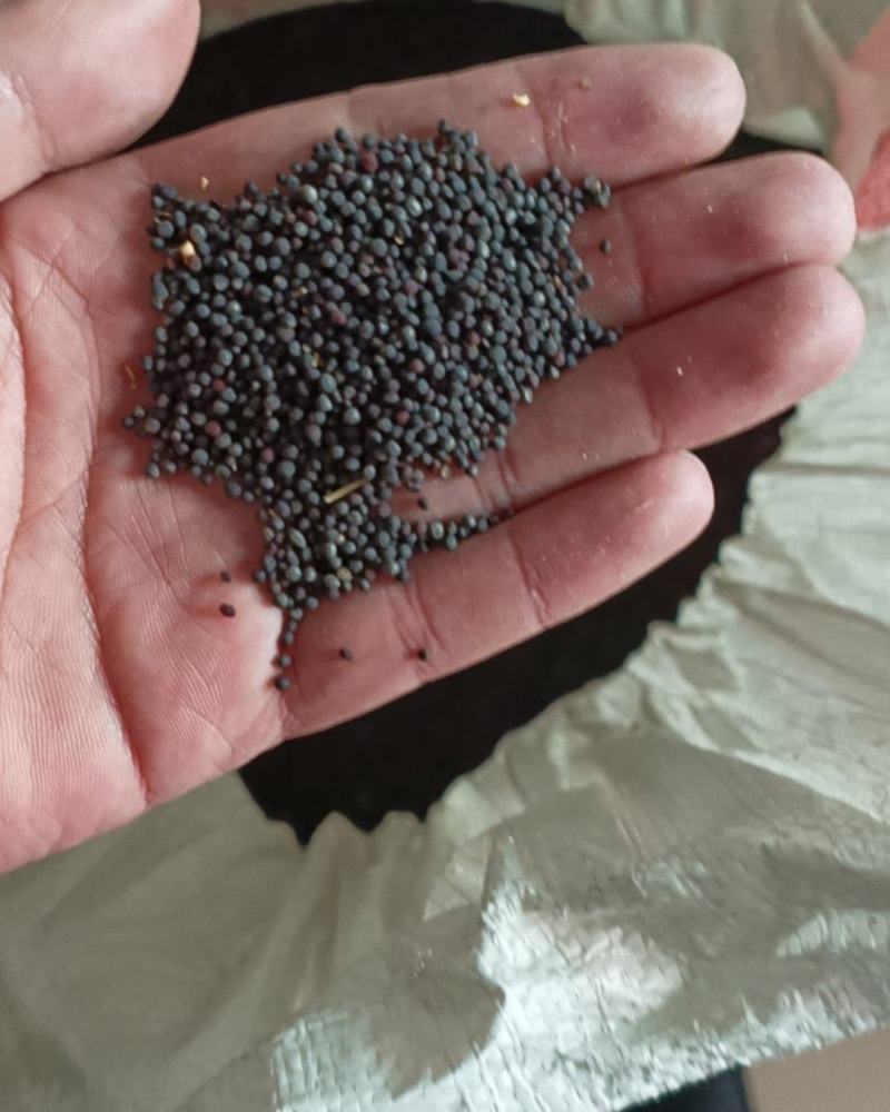油菜籽