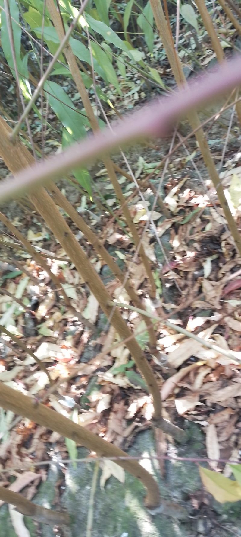 鹰嘴桃树苗