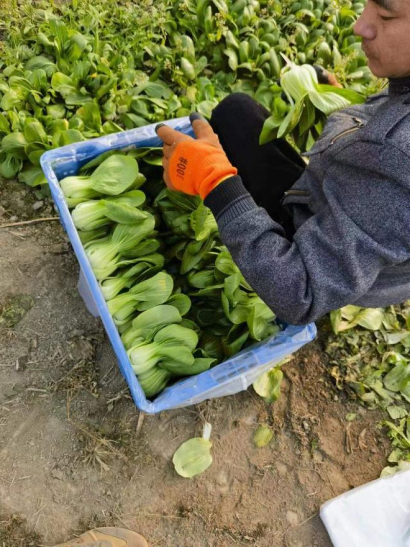 上海青精品油菜产地油菜四川青菜货源充足稳定