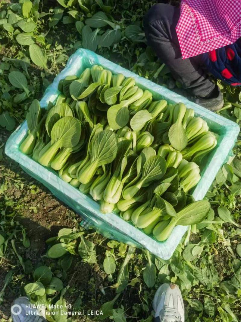 上海青精品油菜产地油菜四川青菜货源充足稳定