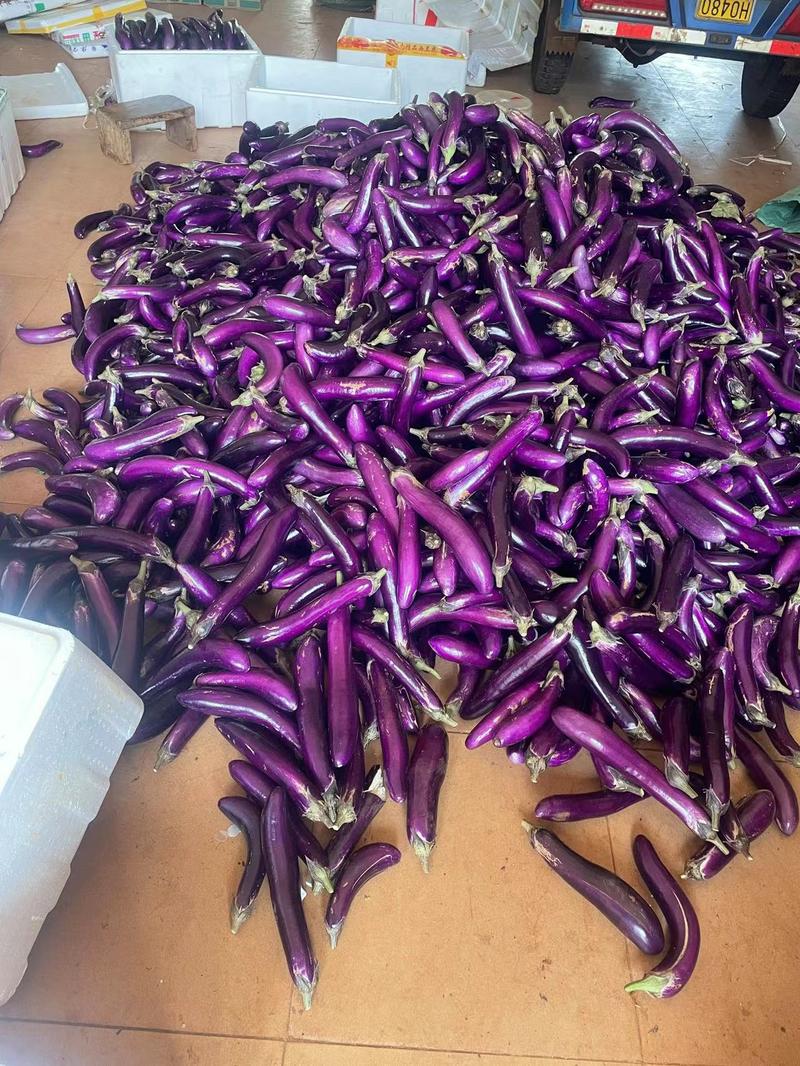 〈茄子〉紫色长茄河南货源充足质量保证代发全国市场电商电联