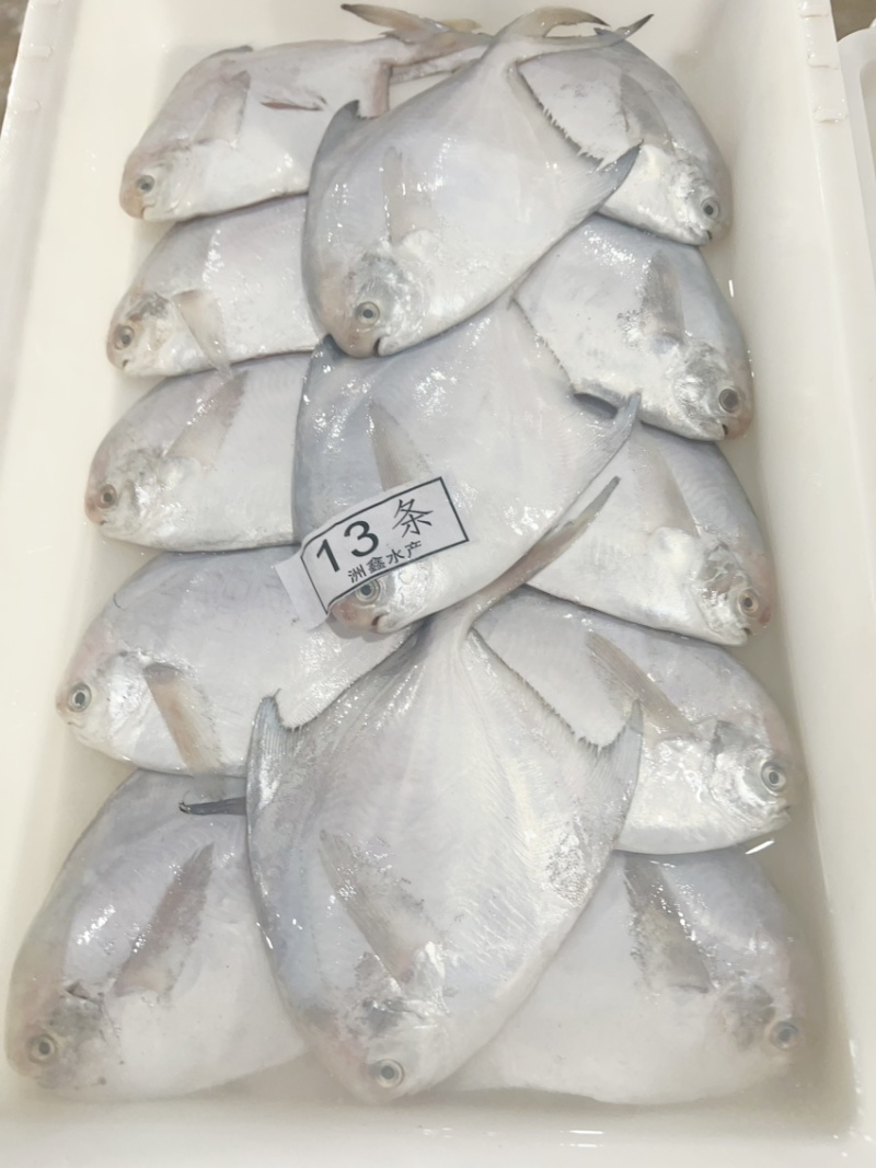 美味鲳鱼，价格便宜，肉质鲜嫩