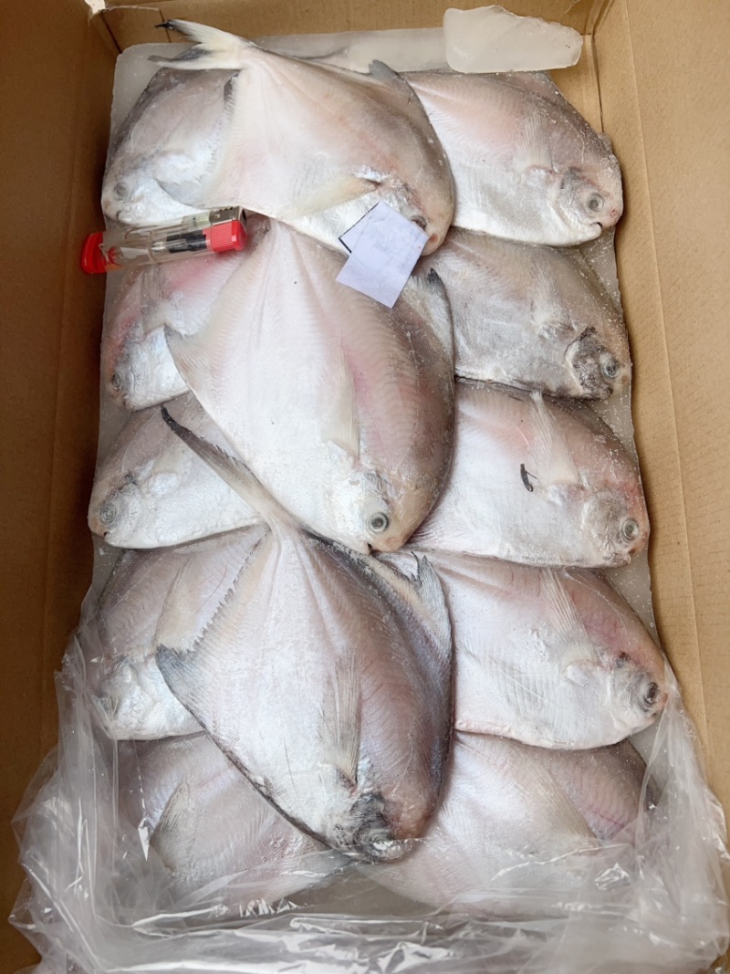 美味鲳鱼，价格便宜，肉质鲜嫩
