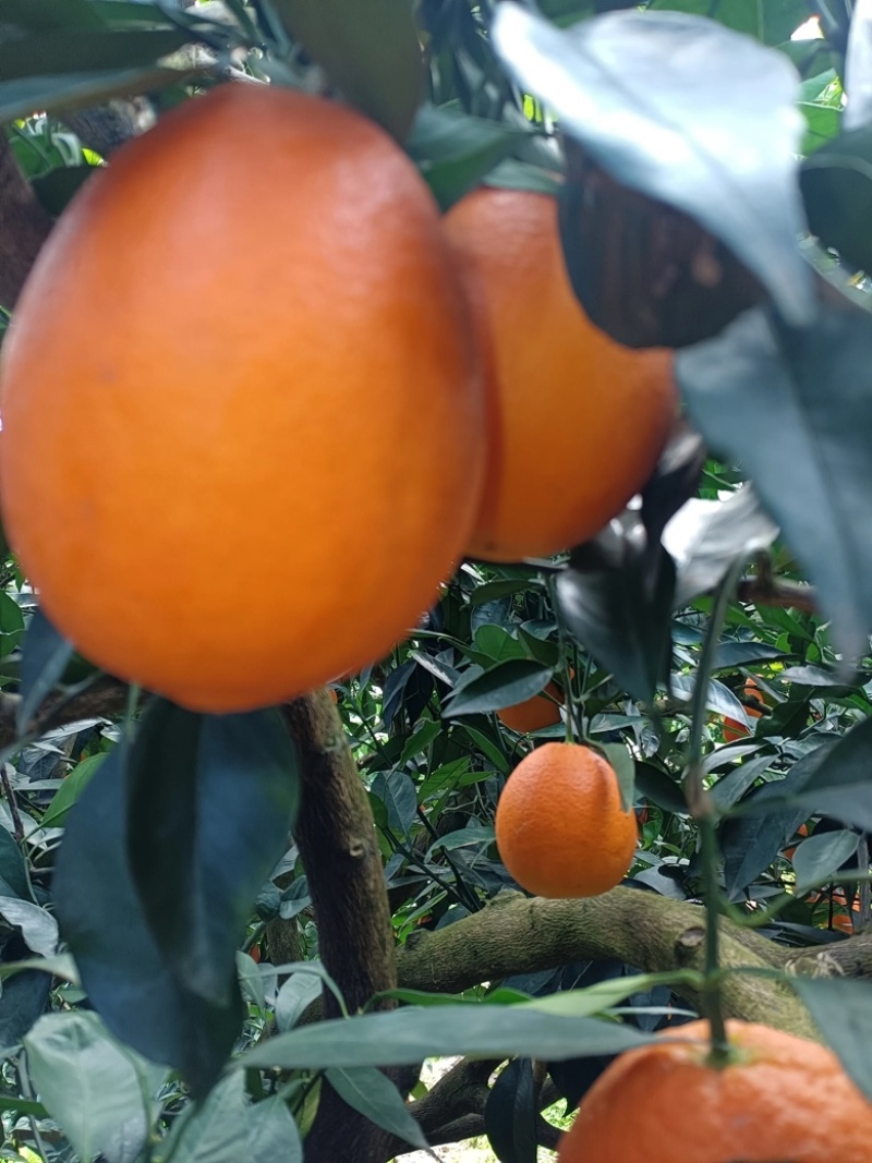 【精品】湖北长虹脐橙，脐橙，产地直供价格优惠汁水多，支持视频