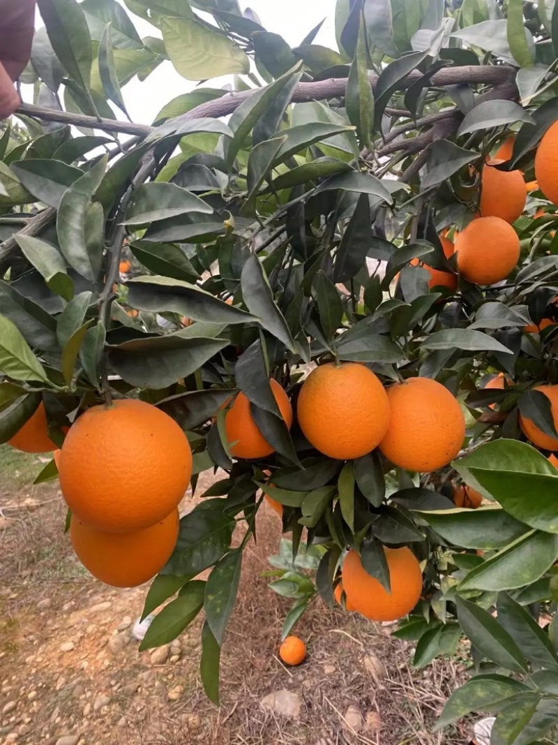 【精品】湖北长虹脐橙，脐橙，产地直供价格优惠汁水多，支持视频