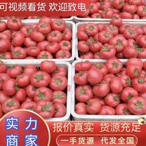 【诚信代收】西红柿现货供应价格便宜产地直供