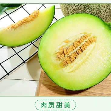 精品海南网纹瓜一手货源质量保证量大从优欢迎老板来电