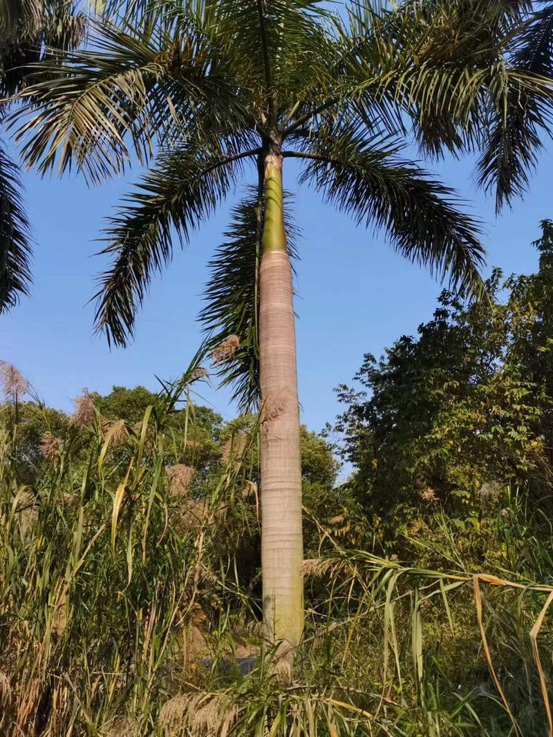 大王椰子产地价格批发广东大王椰子种植基地一手货源直销