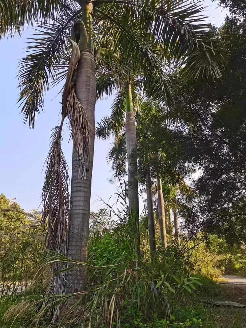 大王椰子产地价格批发广东大王椰子种植基地一手货源直销