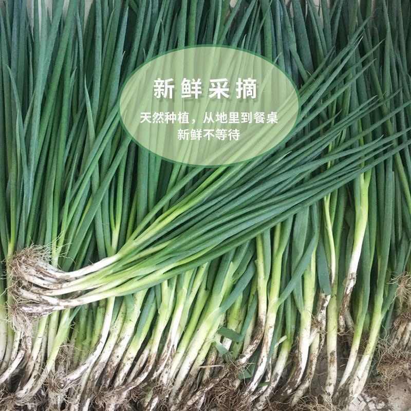 【精品】江苏精品小香葱产地直发可对接商超市场欢迎咨询