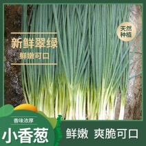 【精品】江苏精品小香葱产地直发可对接商超市场欢迎咨询