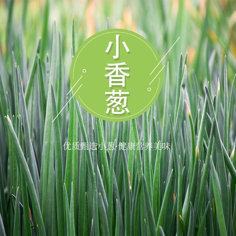 【精品】江苏精品小香葱产地直发可对接商超市场欢迎咨询