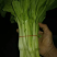 湖北白菜苔江夏基地大量有货欢迎全国客商订购！