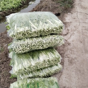湖北白菜苔江夏基地大量有货欢迎全国客商订购！