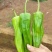 【万人下单】广东湛江鲜辣椒，芜湖椒，大量上市，一手货源