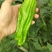 【万人下单】广东湛江鲜辣椒，芜湖椒，大量上市，一手货源