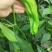 【万人下单】广东湛江鲜辣椒，芜湖椒，大量上市，一手货源
