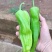 【万人下单】广东湛江鲜辣椒，芜湖椒，大量上市，一手货源