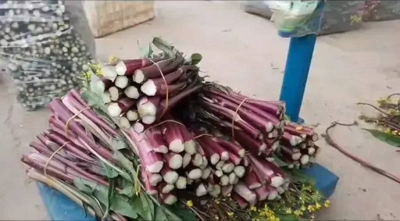 菜苔湖北红菜苔江夏基地直发大量有货欢迎新老客户咨询