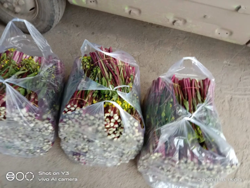 菜苔湖北红菜苔江夏基地直发大量有货欢迎新老客户咨询