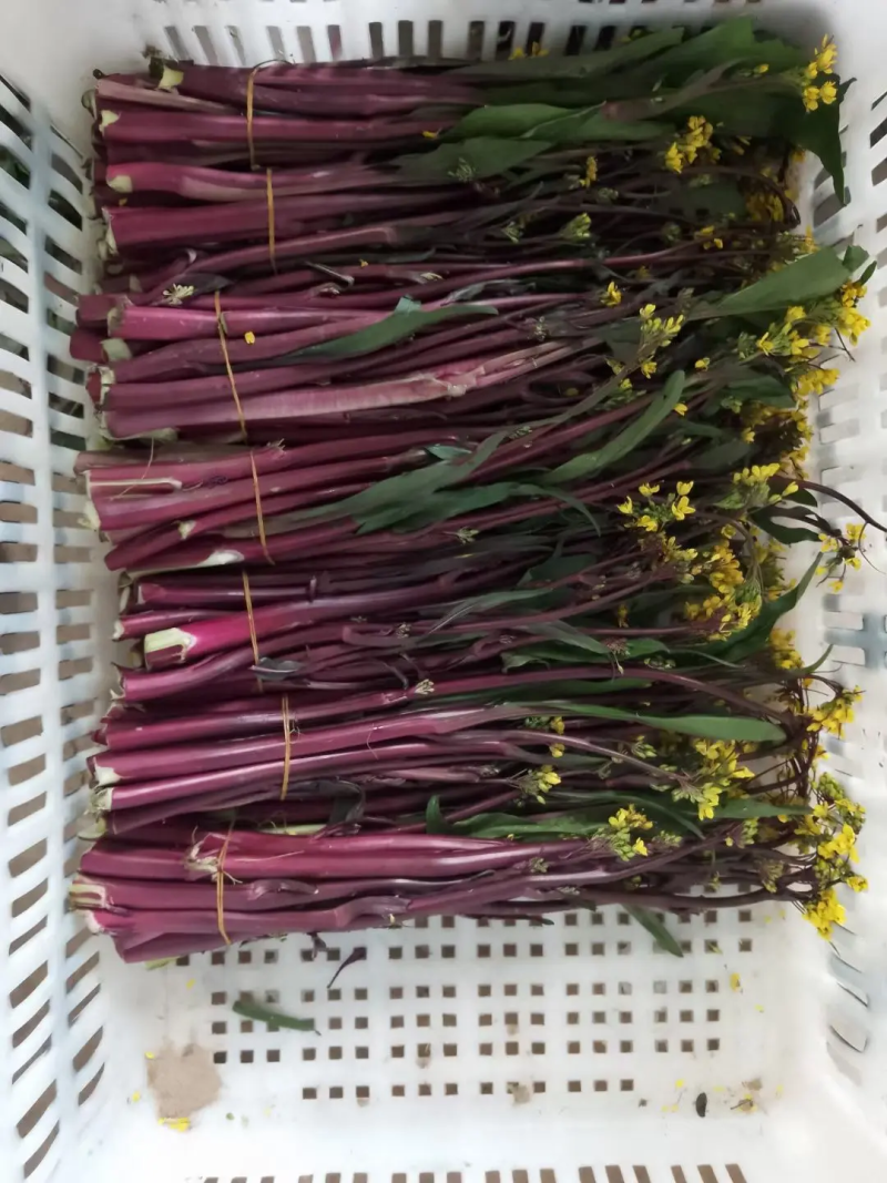 菜苔湖北红菜苔江夏基地直发大量有货欢迎新老客户咨询