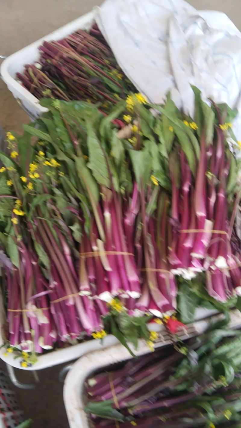 菜苔湖北红菜苔江夏基地直发大量有货欢迎新老客户咨询