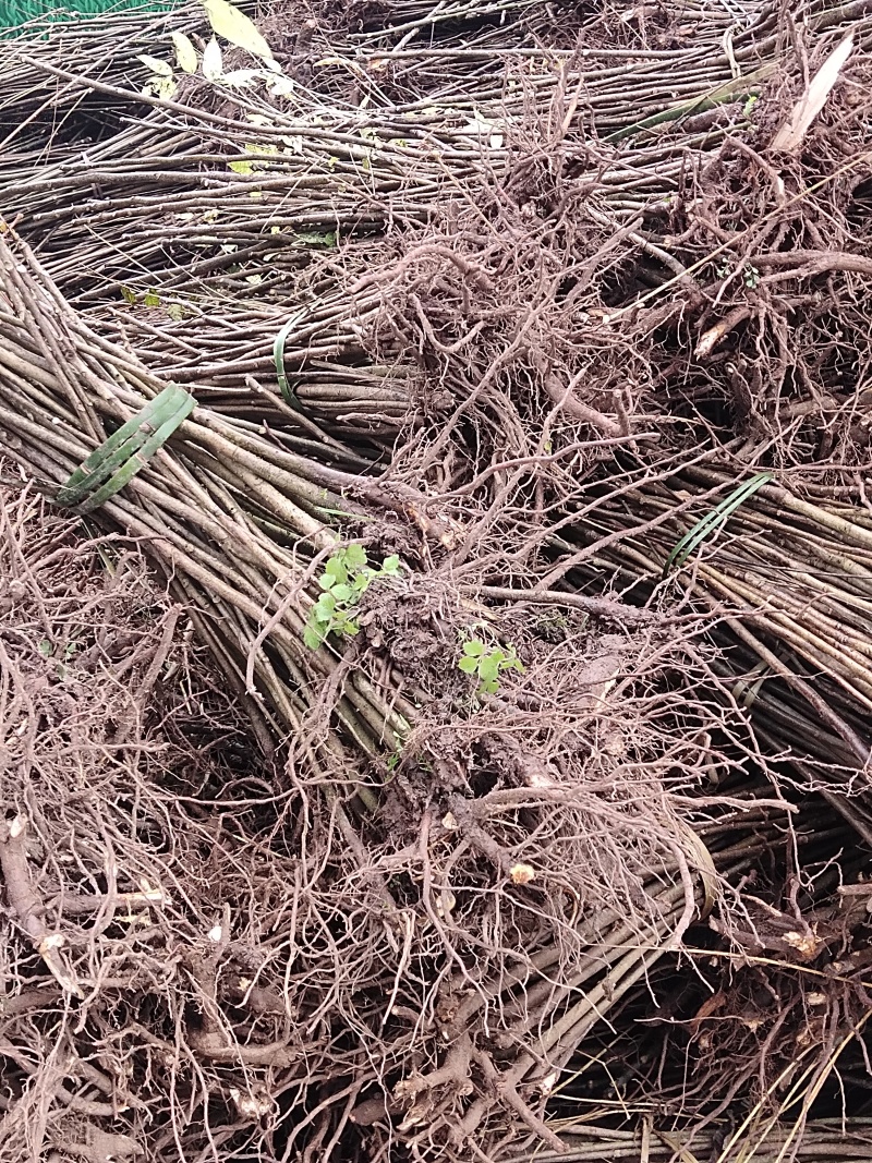 巴山红香椿树苗，货源充足，长期供应，产地直供欢迎来电咨询