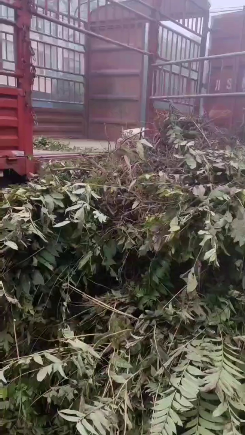 巴山红香椿树苗，货源充足，长期供应，产地直供欢迎来电咨询