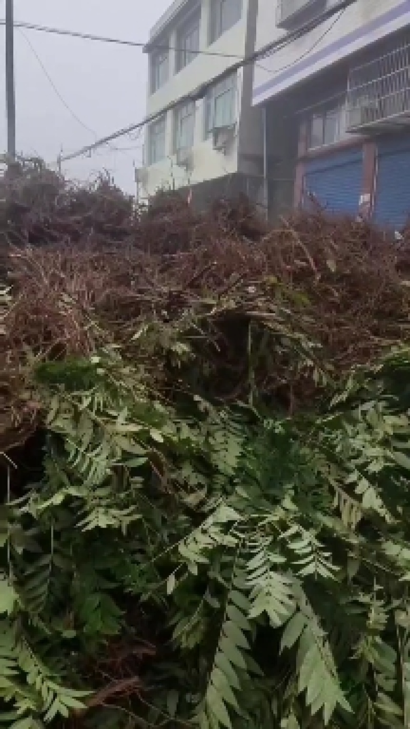 巴山红香椿树苗，货源充足，长期供应，产地直供欢迎来电咨询