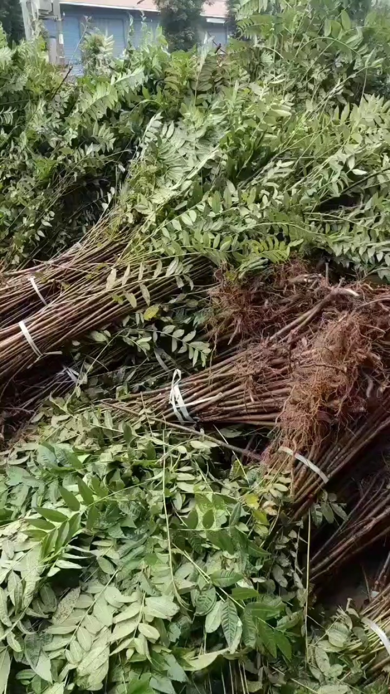 巴山红香椿树苗，货源充足，长期供应，产地直供欢迎来电咨询