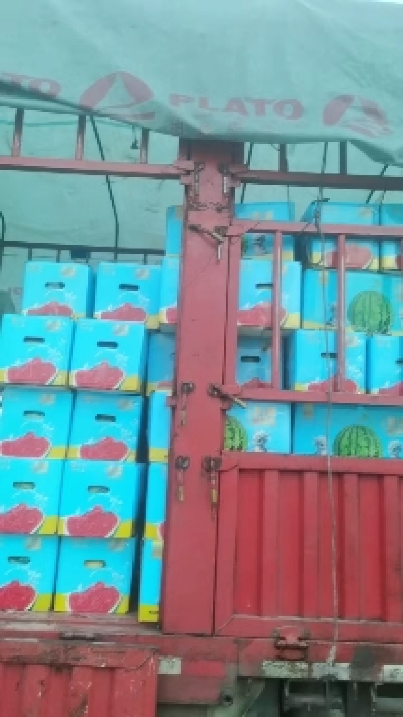 广东雷州精品美都西瓜大量有货，卢可全国代发团队产地直销