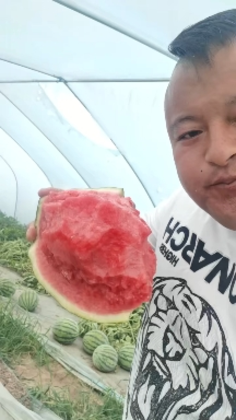 广东雷州精品美都西瓜大量有货，卢可全国代发团队产地直销