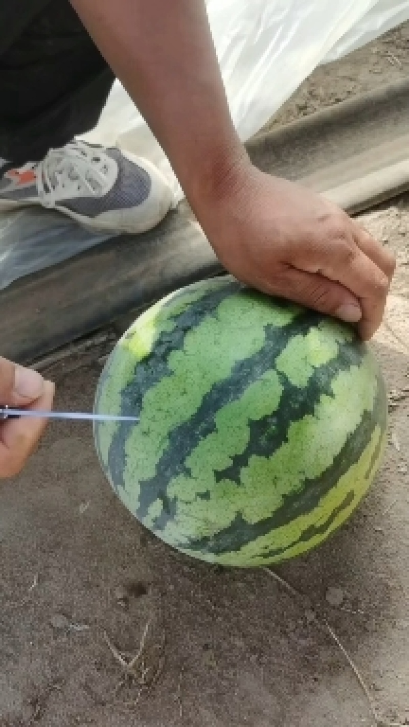 广东雷州精品美都西瓜大量有货，卢可全国代发团队产地直销
