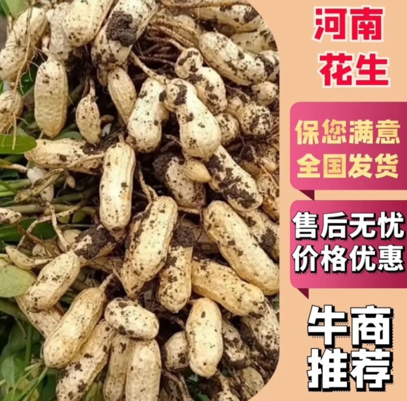 【精品花生】河南南阳鲜花生榨油厂超市电商各大市场供货来电