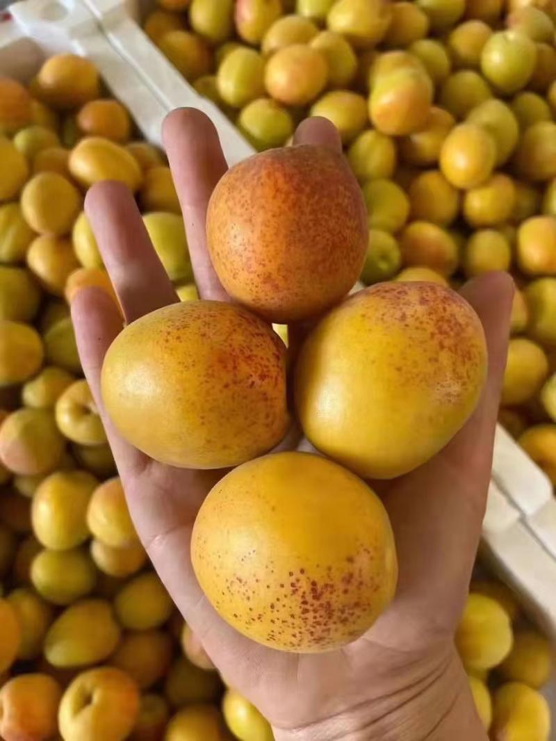 杏树苗荷兰香蜜杏基地现挖现发品种纯正保证成活率