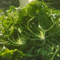 荠荠菜，纯净菜，加工厂，社区团购，电商平台