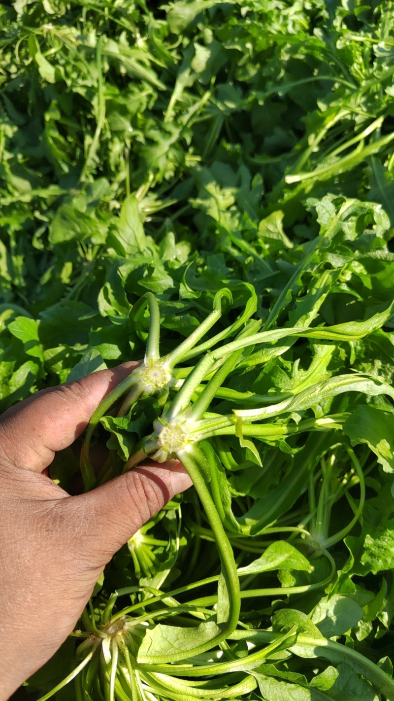 荠荠菜，纯净菜，加工厂，社区团购，电商平台