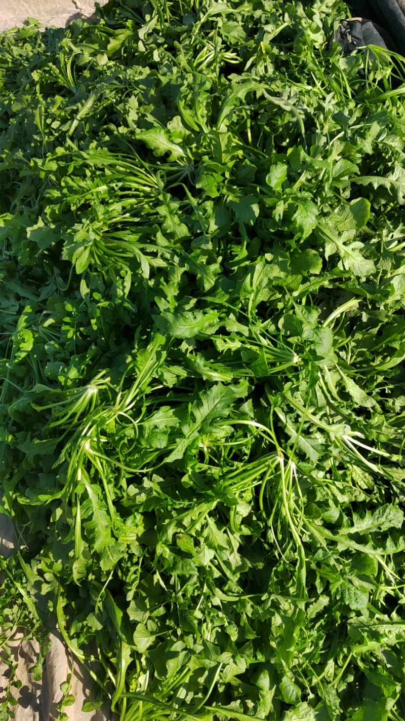 荠荠菜，纯净菜，加工厂，社区团购，电商平台