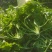 荠荠菜，纯净菜，加工厂，社区团购，电商平台