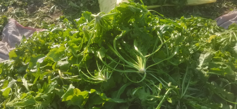 荠荠菜，纯净菜，加工厂，社区团购，电商平台