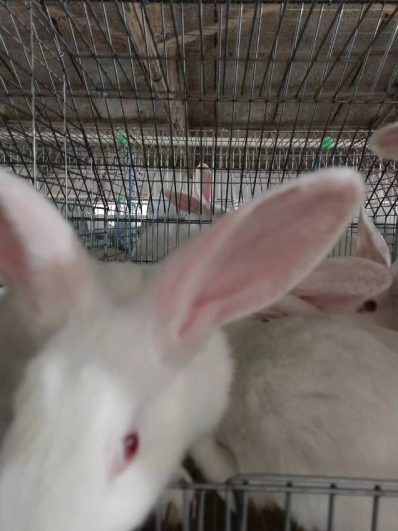 湖北肉兔自家养殖基地品质保证诚信经营欢迎联系接商超市场