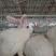 湖北肉兔自家养殖基地品质保证诚信经营欢迎联系接商超市场