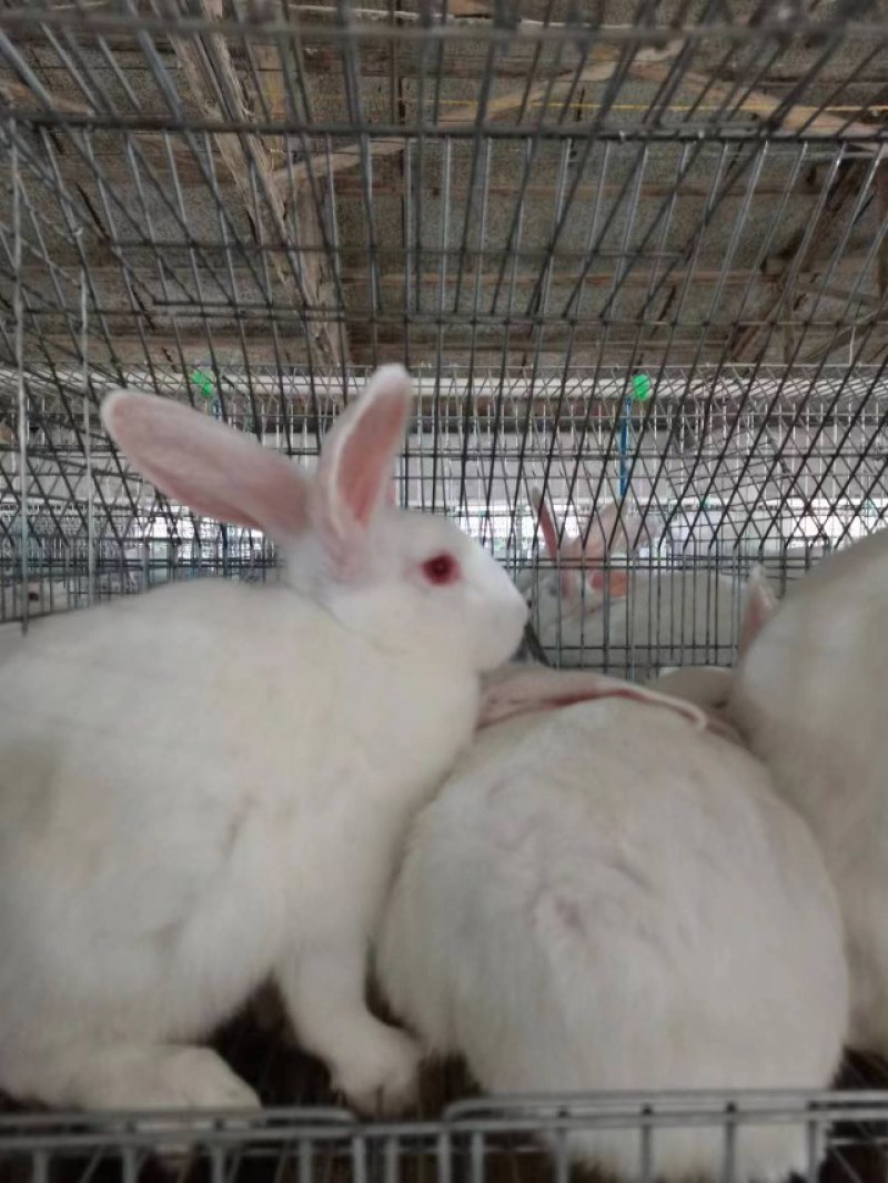 湖北肉兔自家养殖基地品质保证诚信经营欢迎联系接商超市场