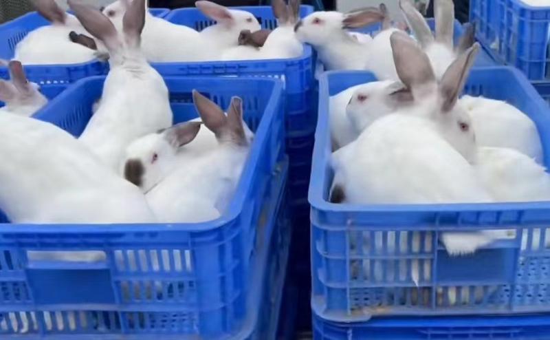 湖北肉兔自家养殖基地品质保证诚信经营欢迎联系接商超市场