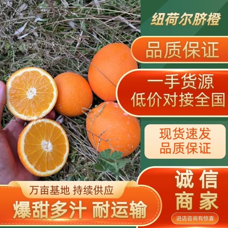 🔥纽荷尔脐橙长虹园虹全国发货对接出口支持视频看货