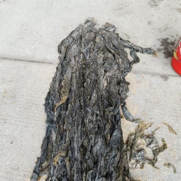 沙菜海带海带干海带头海带皮干海带一棵菜养殖场直接发货