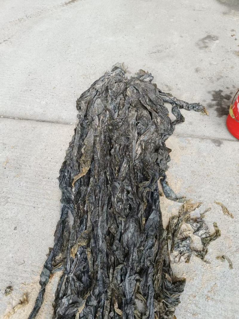 沙菜海带海带干海带头海带皮干海带一棵菜养殖场直接发货