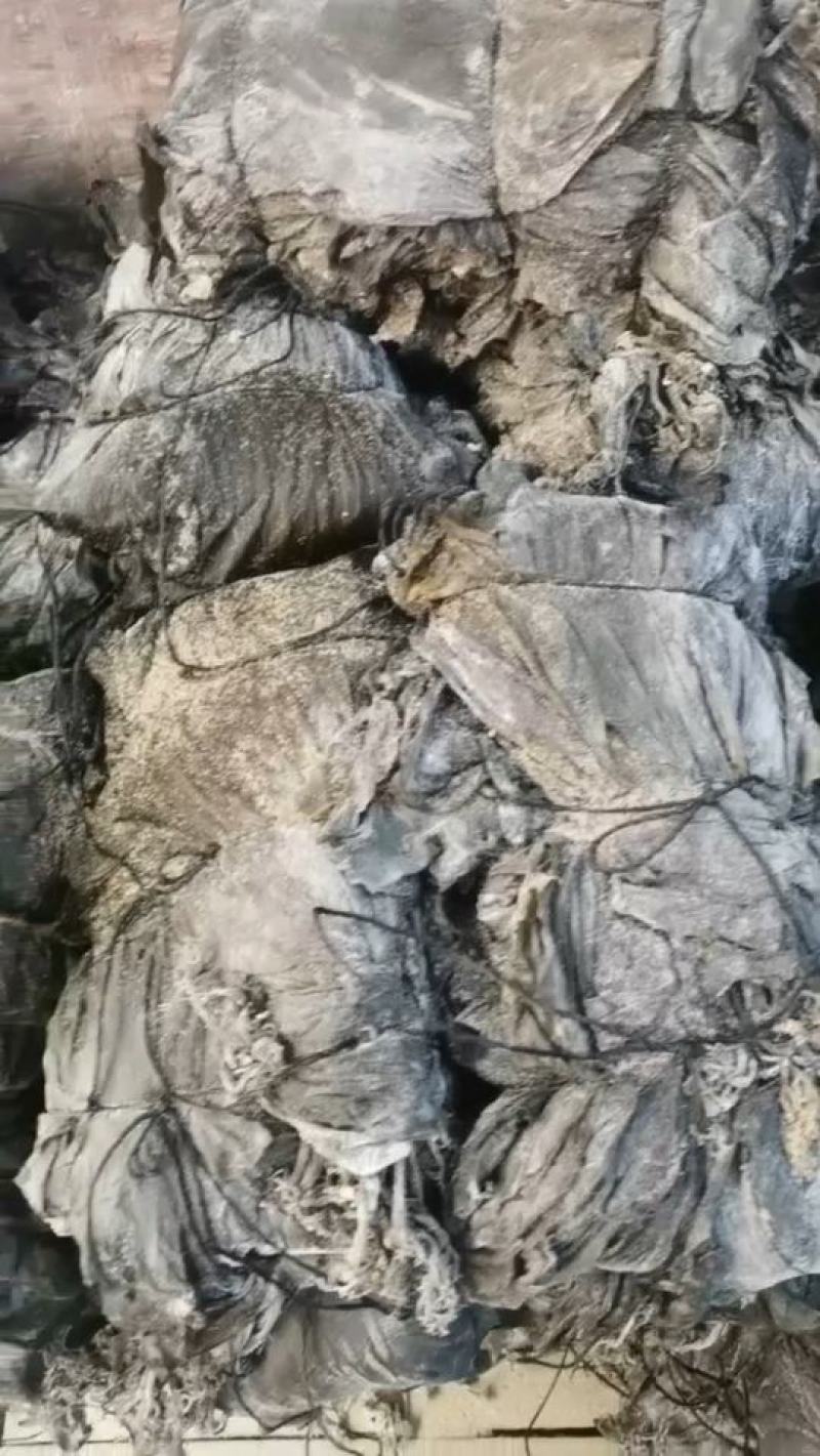 沙菜海带海带干海带头海带皮干海带一棵菜养殖场直接发货